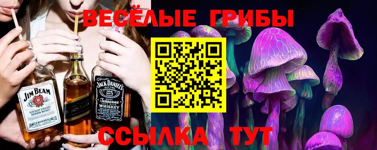 Псилоцибиновые грибы мицелий Георгиевск
